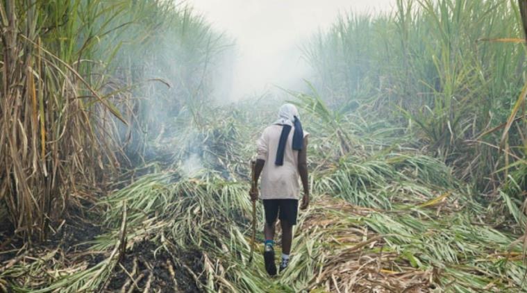 Travailleur dans les champs de cannes à sucres 
image issue du film de mikael lefrançois